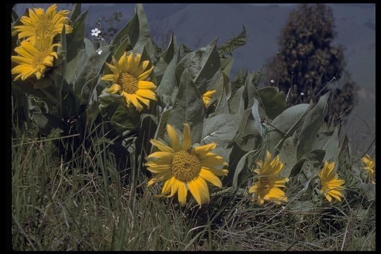 Wyethia helenioides 8