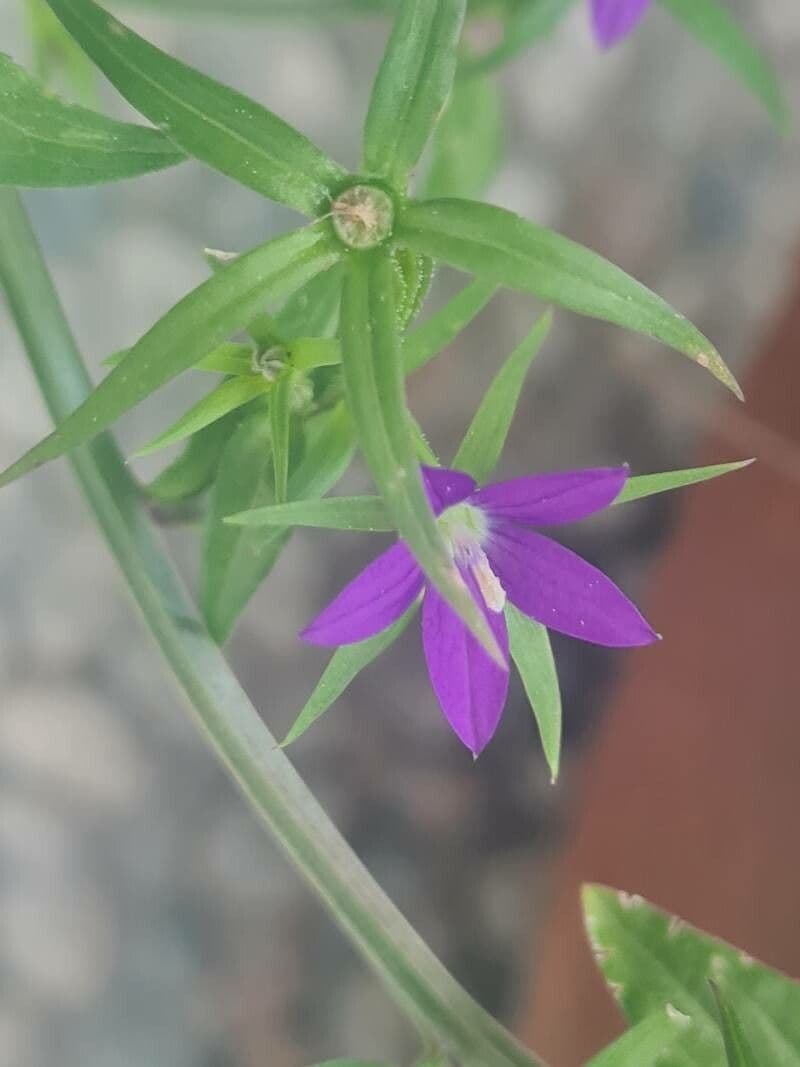 Sichelblume 4