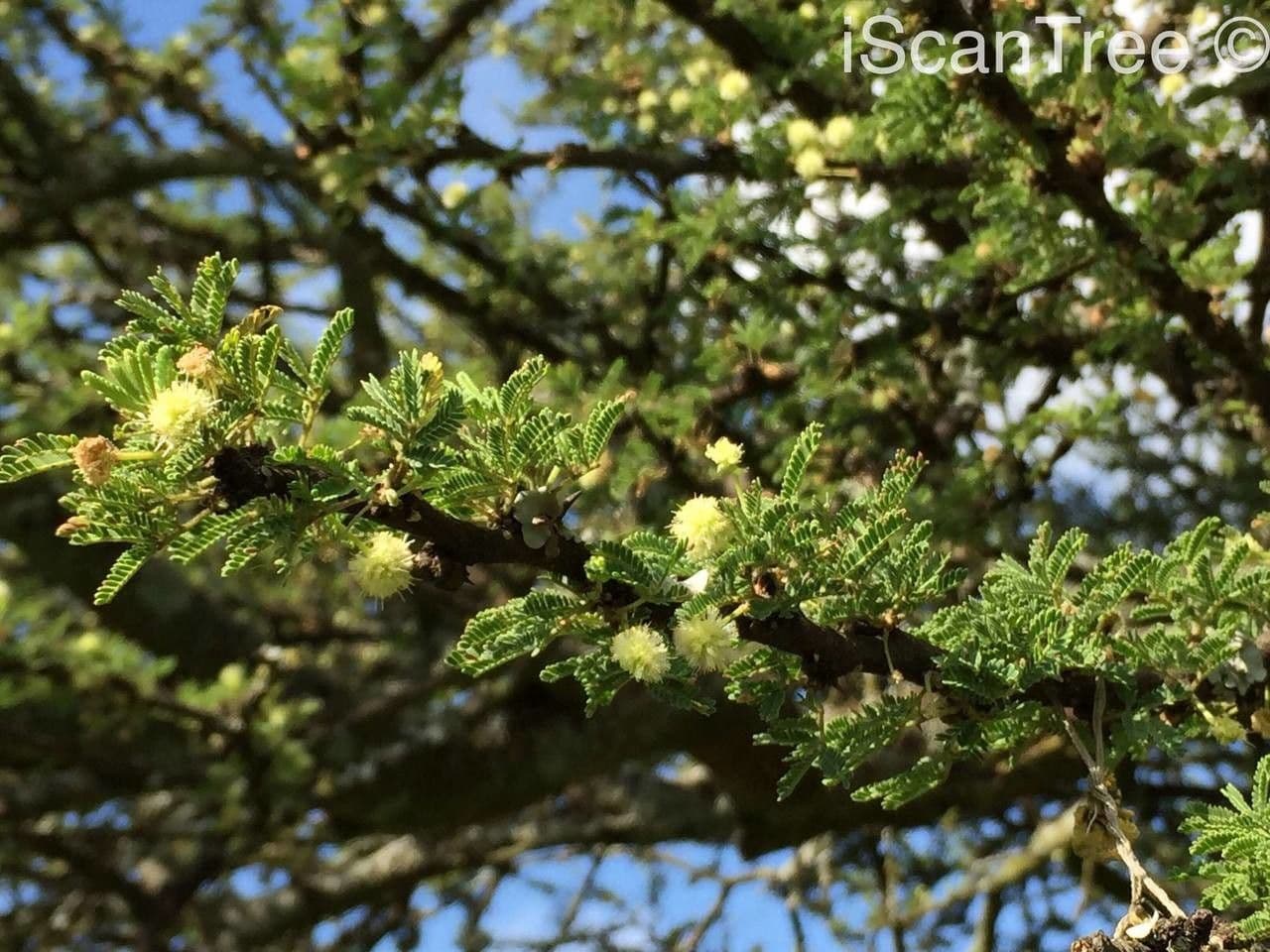 Acacia tortuosa 8