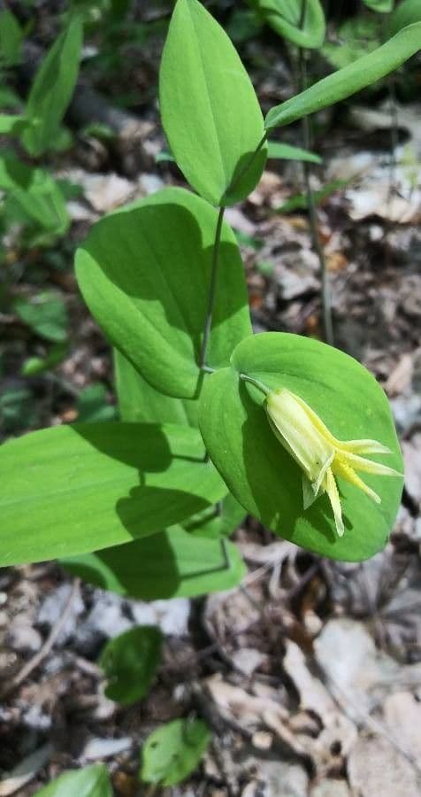 Uvularia perfoliata 4