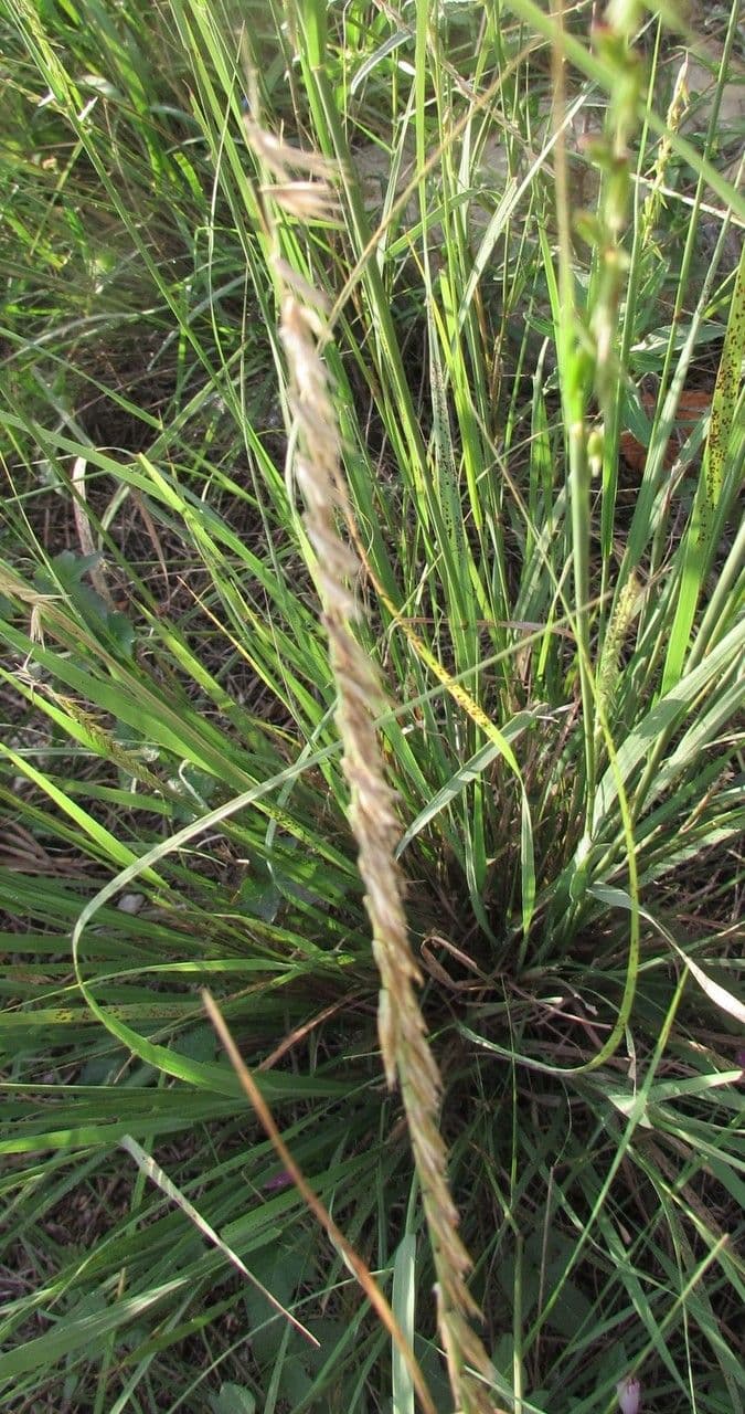Bouteloua pendula 13