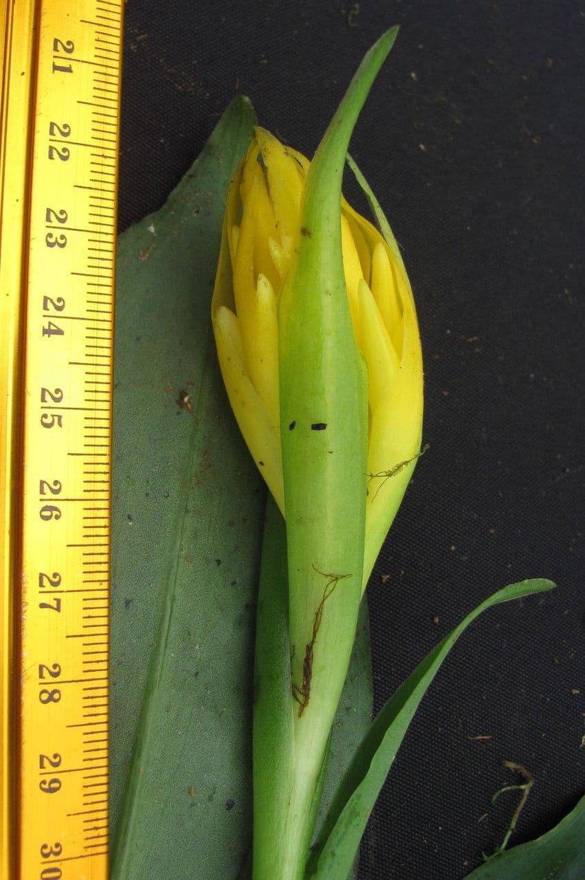 Coccineorchis
