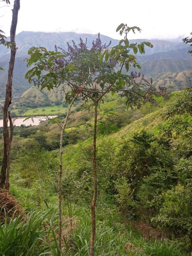 Machaerium spinoso 8