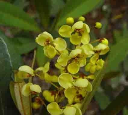 Acridocarpus 9