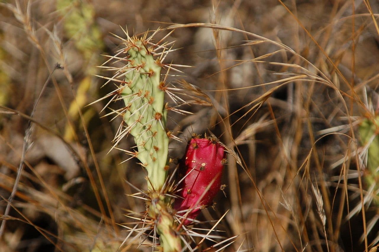 Küstenfeigenkaktus
