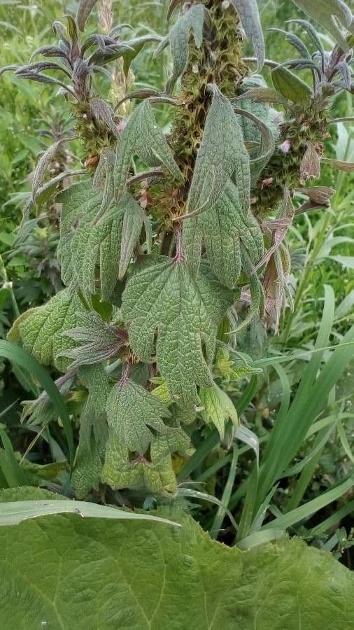 Agripalma 3