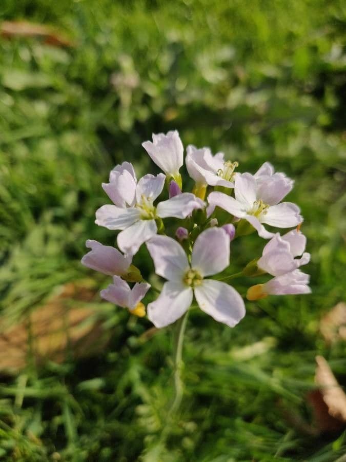 Arabetta sabbiola 7