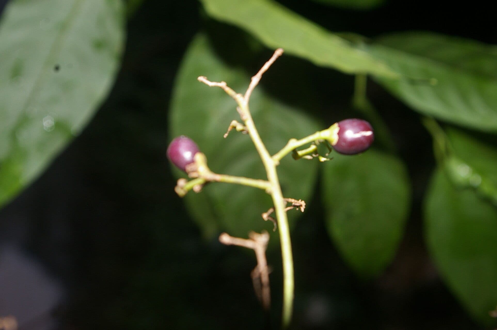 Cestrum strapcovité 4