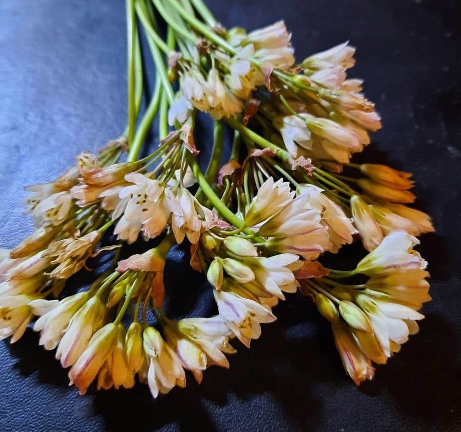 Nothoscordum 21