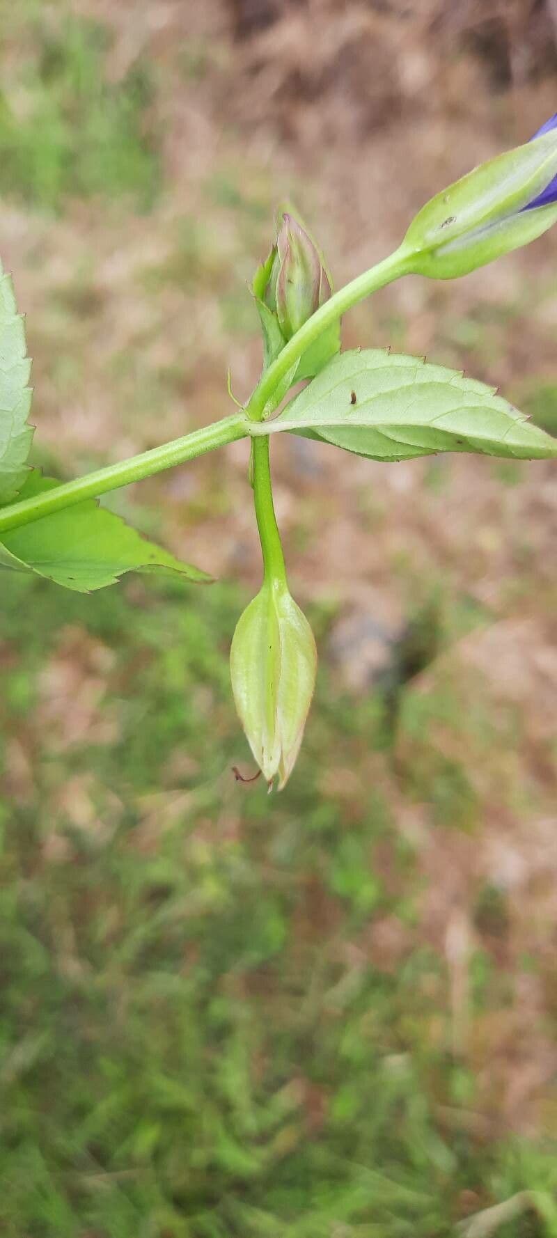 Mimulus ringens 20