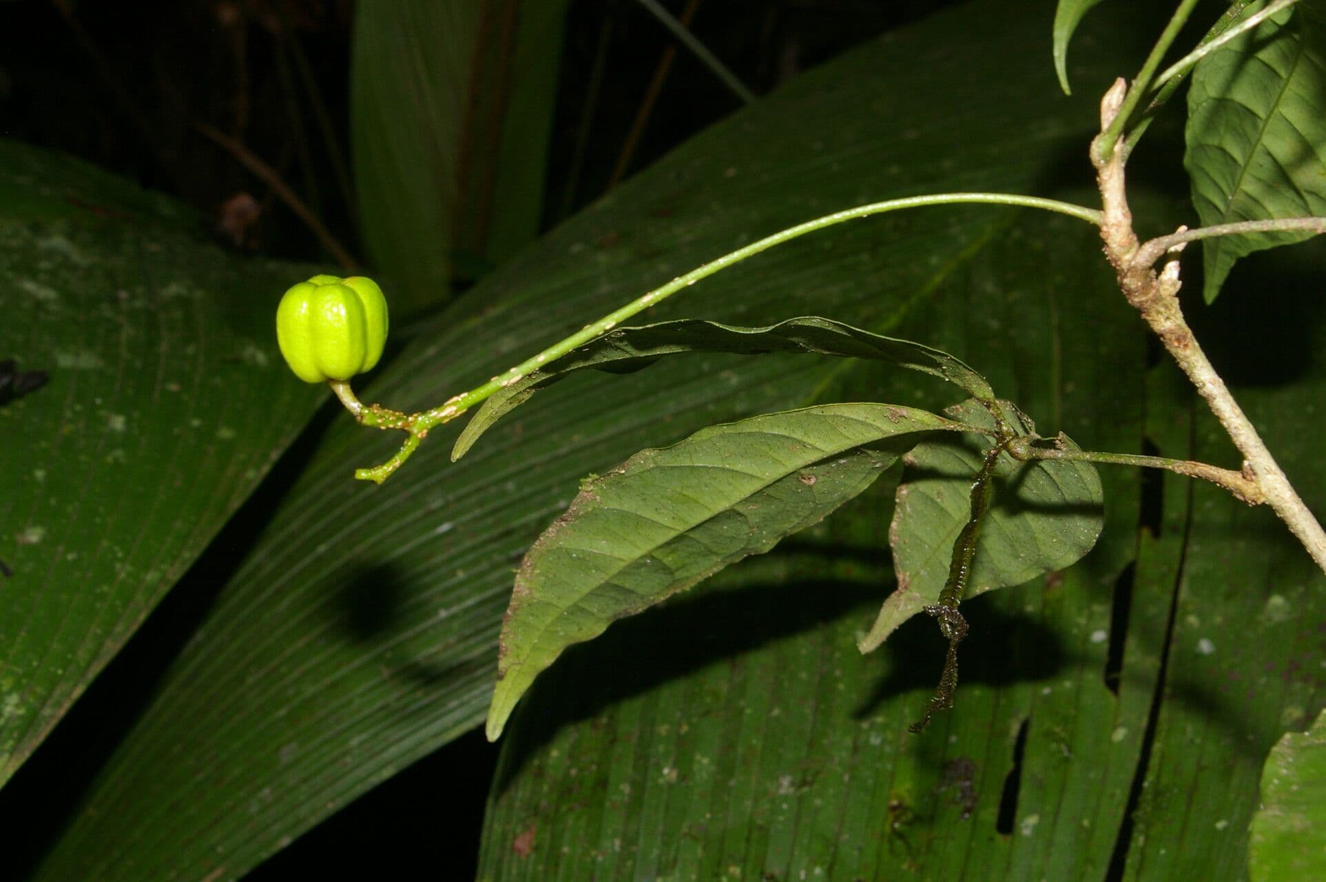 Galipea 5