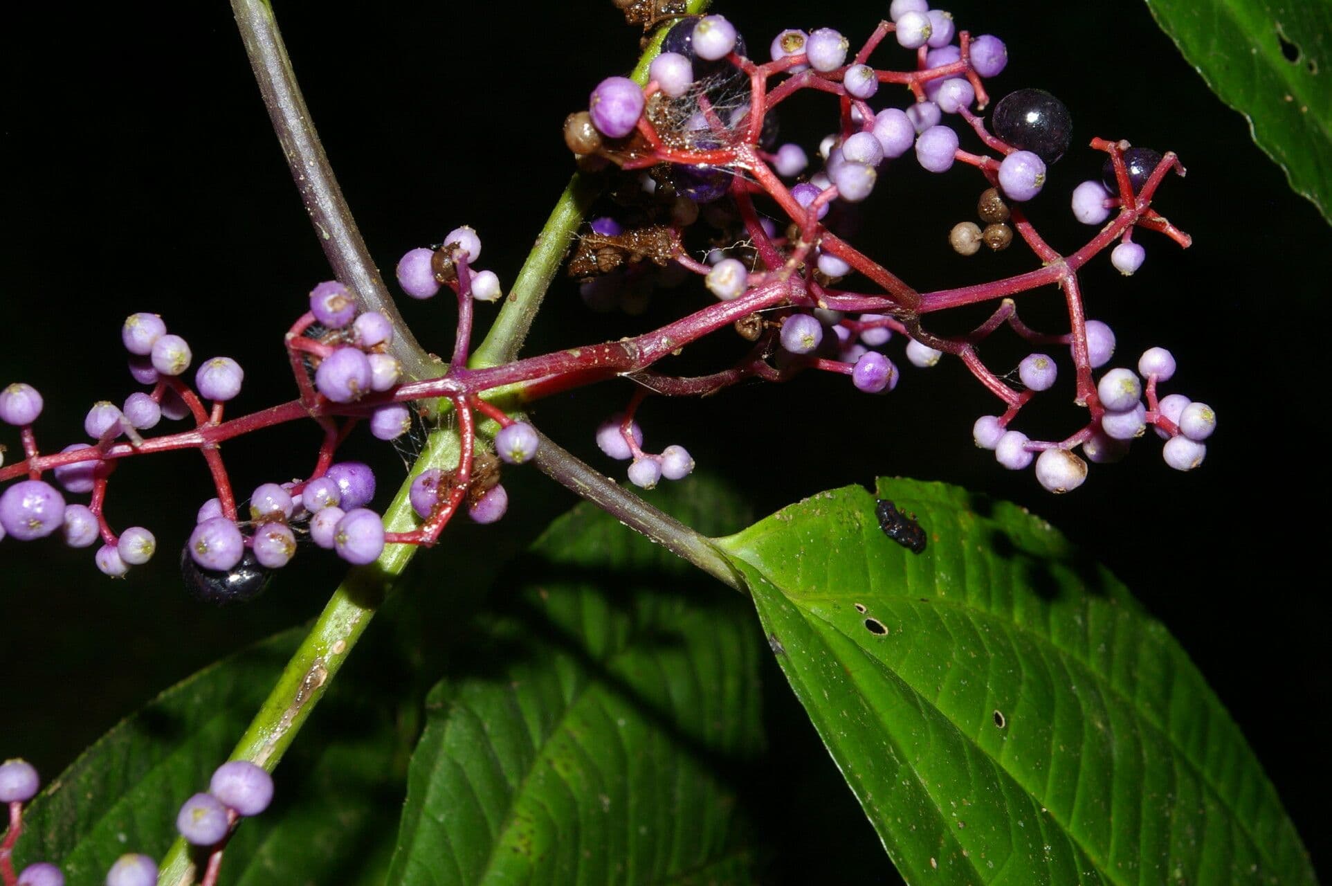 Miconia 9