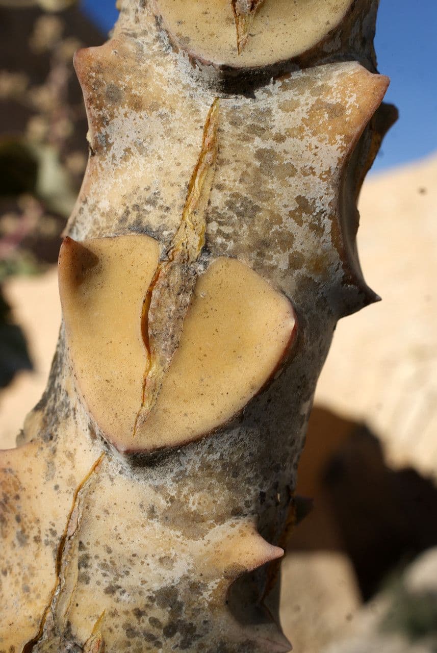 Donkey's ear 21