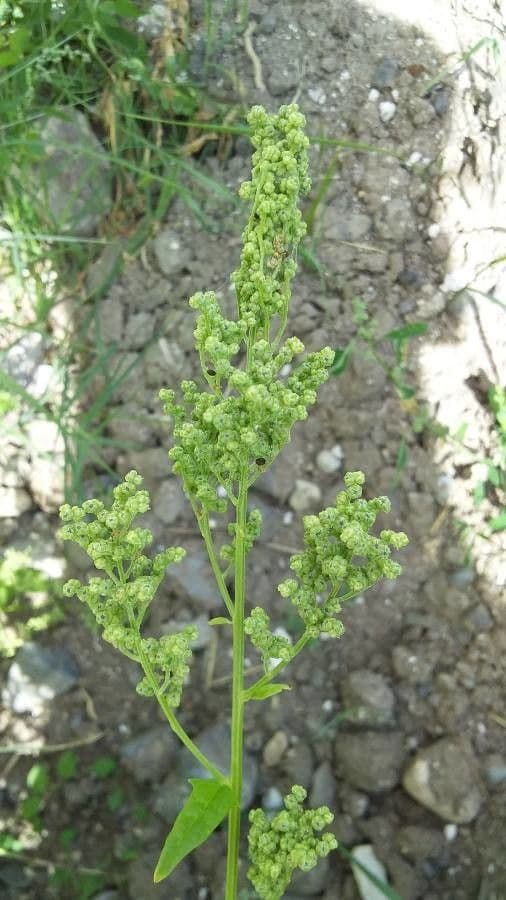 Chénopode hybride 3