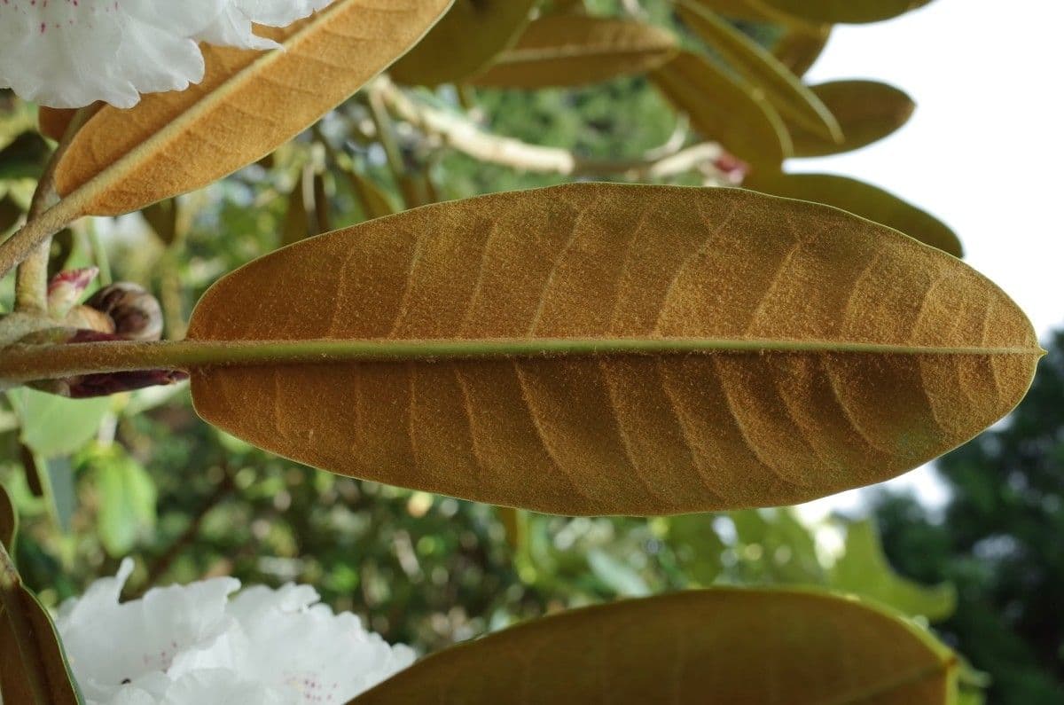Rododendro 13