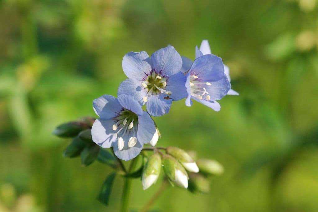 Polemonium reptans 3