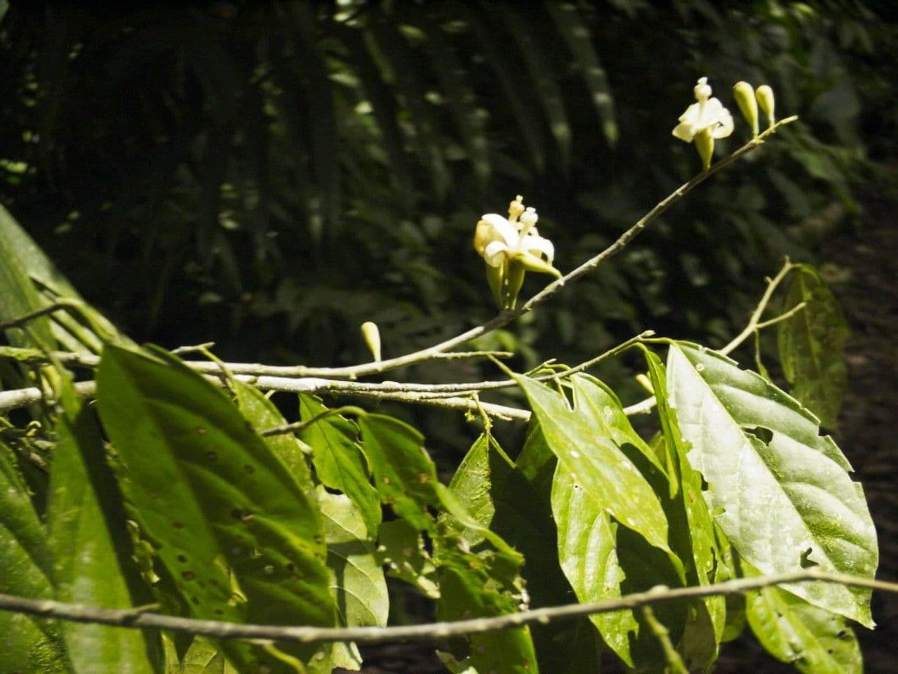Quararibea 10