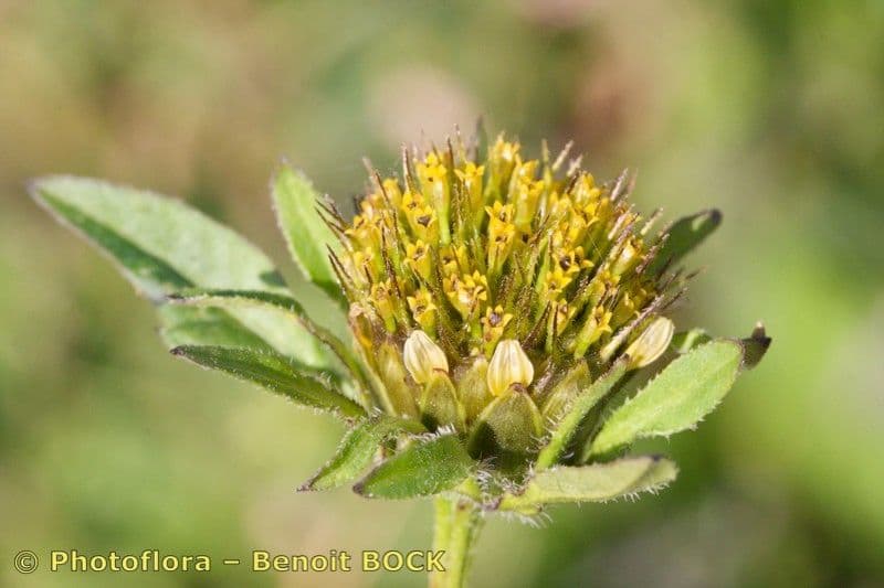 Bidens vulgata 7
