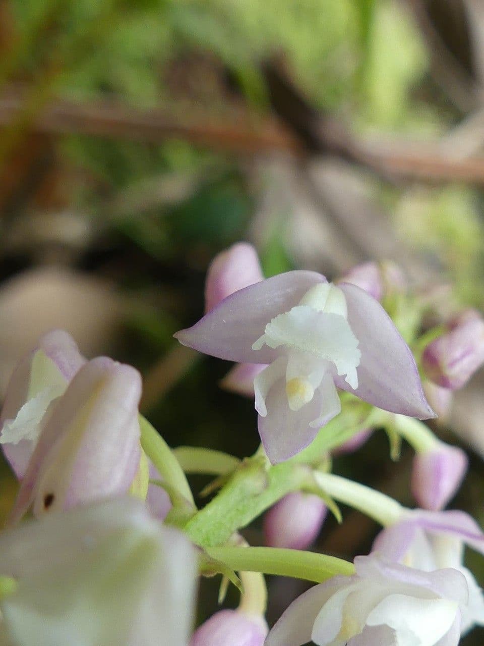 Große Gelbähren-Orchidee 3