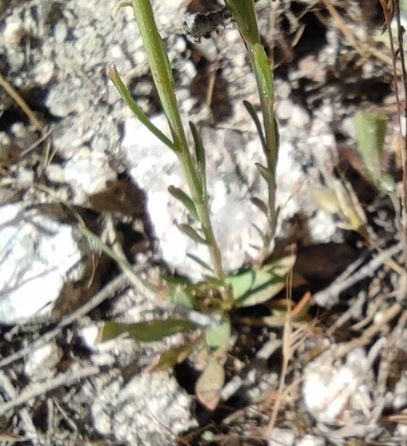 Sesamoides purpurascens 20