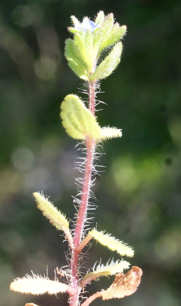 Veronica dei campi 28