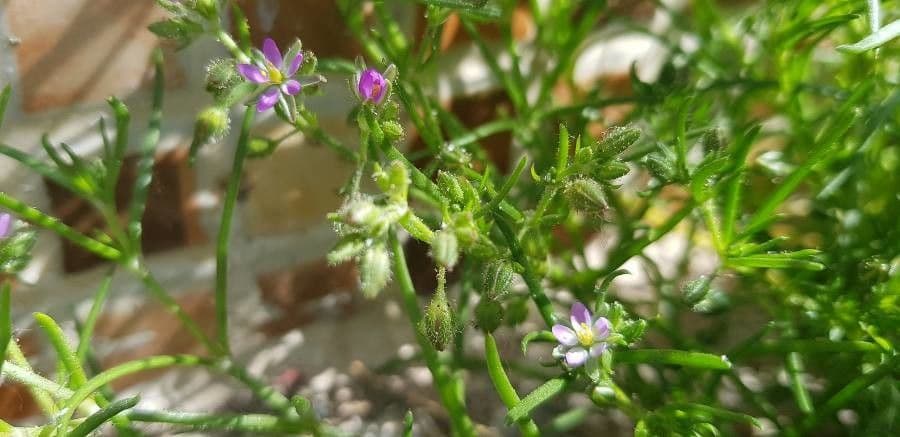 Spergularia marina 3