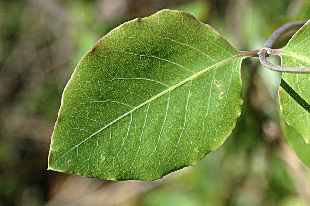Caprifoglio giallo 9
