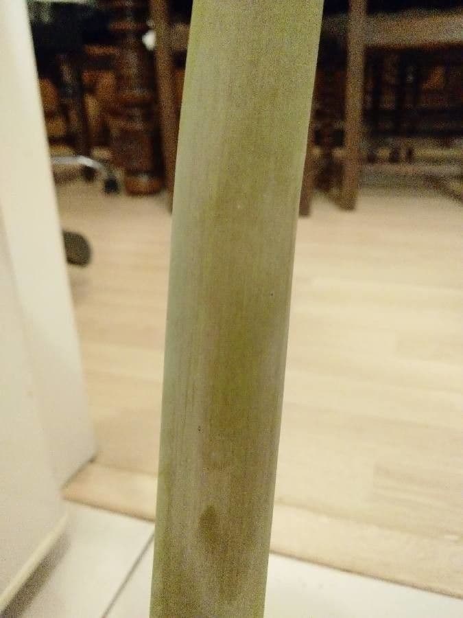 Amaryllis regina 22