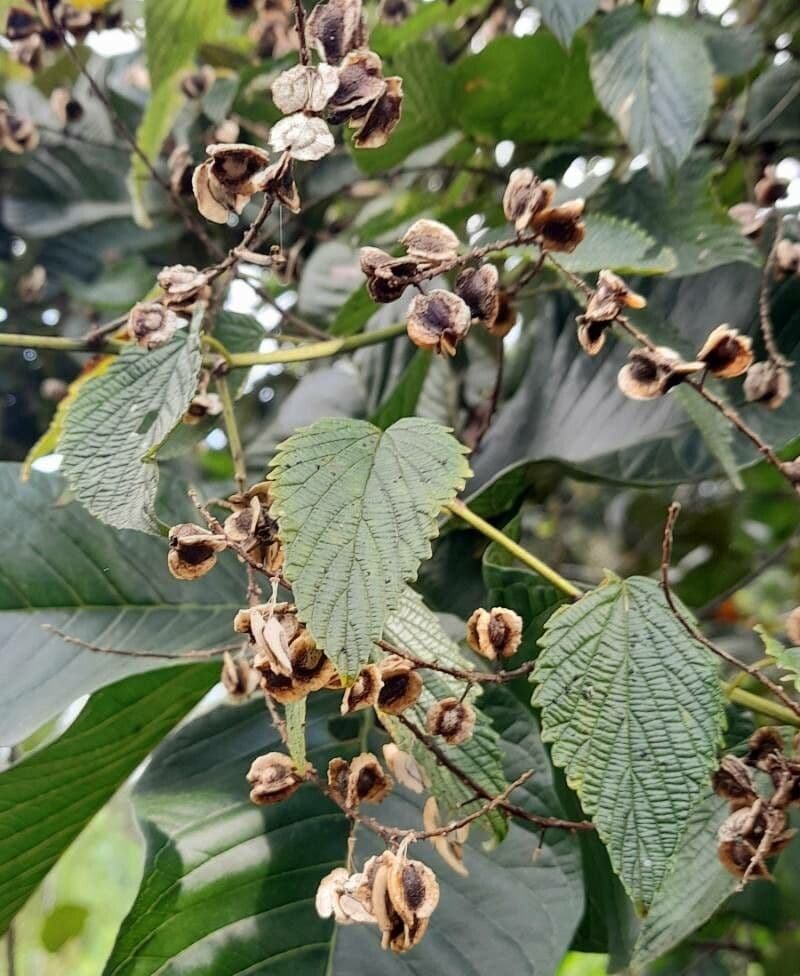 Gouania ulmifolia