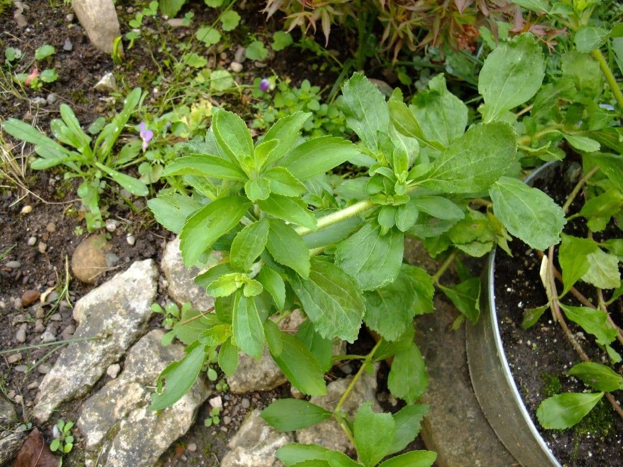 Stevia 10