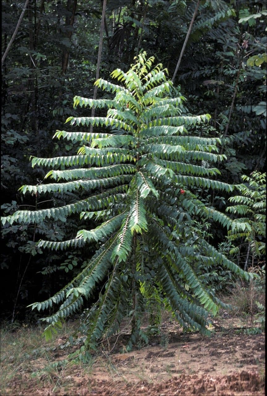 Goupia glabra 4