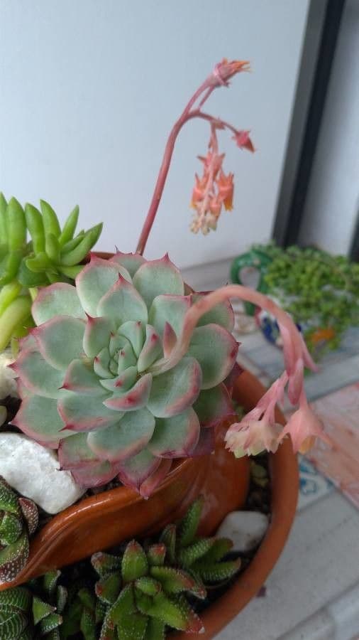 Echeveria 3