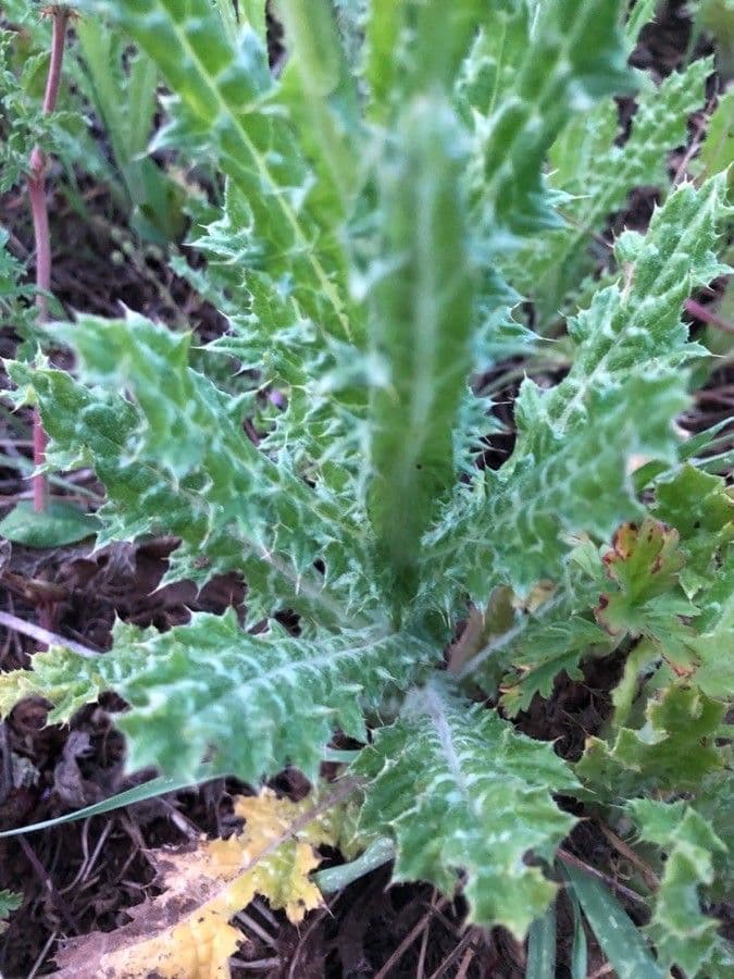 Weißgefleckte Distel 15