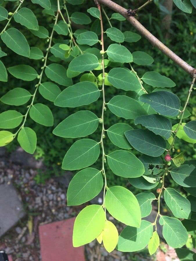 Breynia vitis-idaea 10