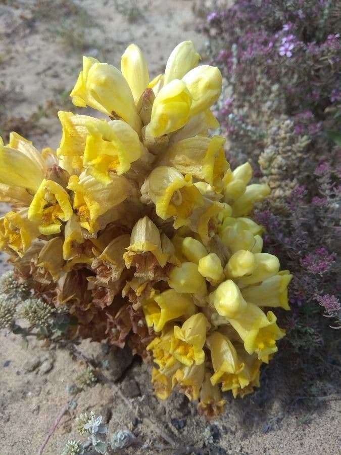 Cistanche 9