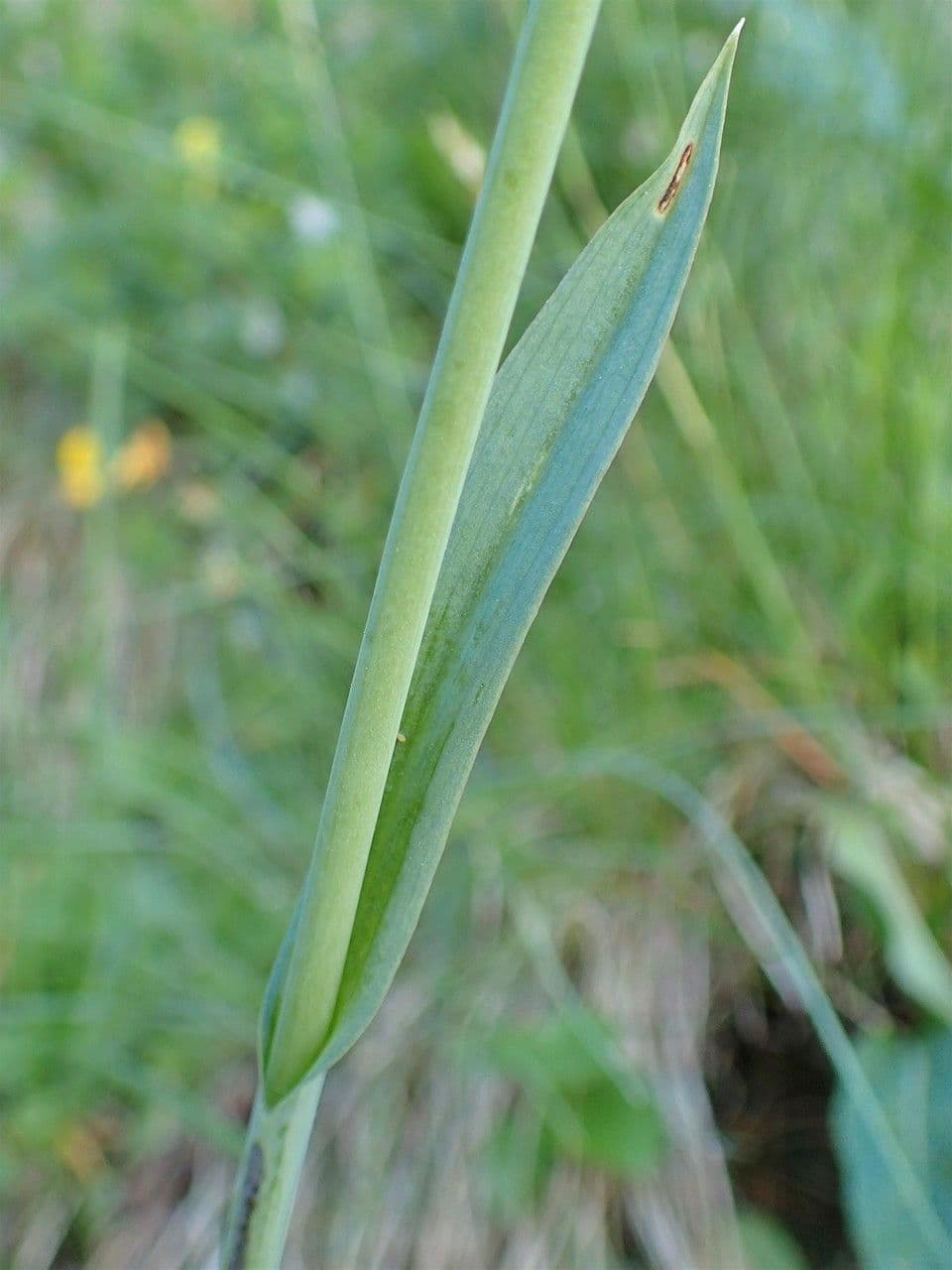 Kugelorchis 19