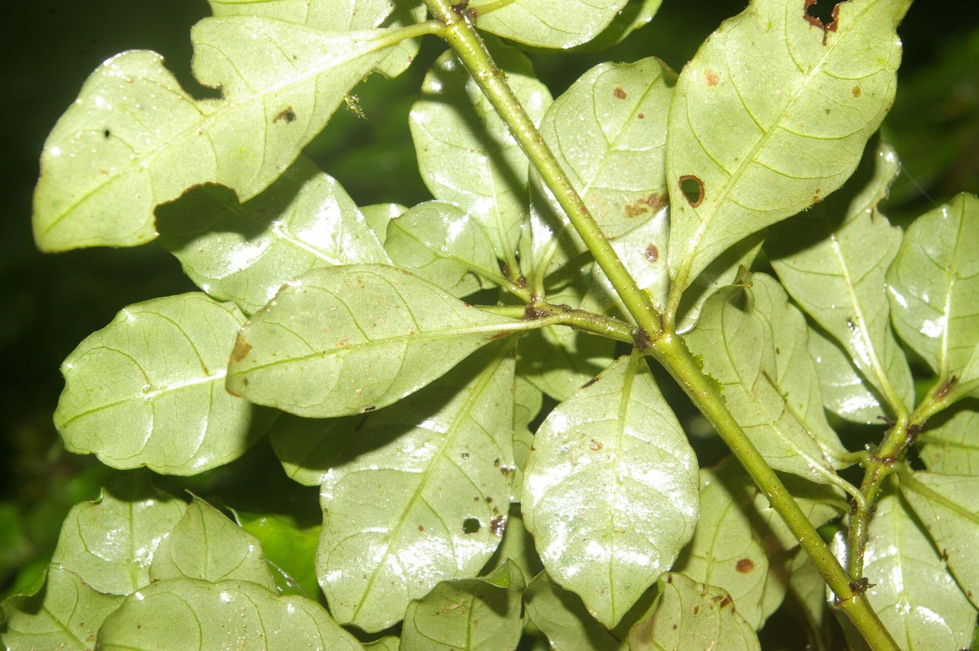 Psicotria del Chagres 11
