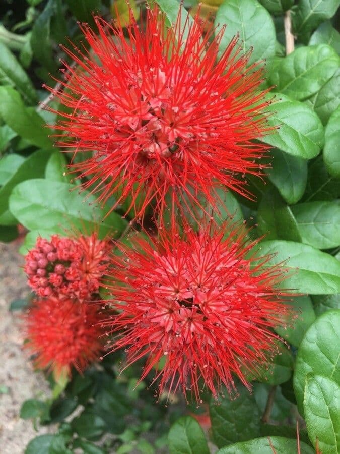Combretum 2