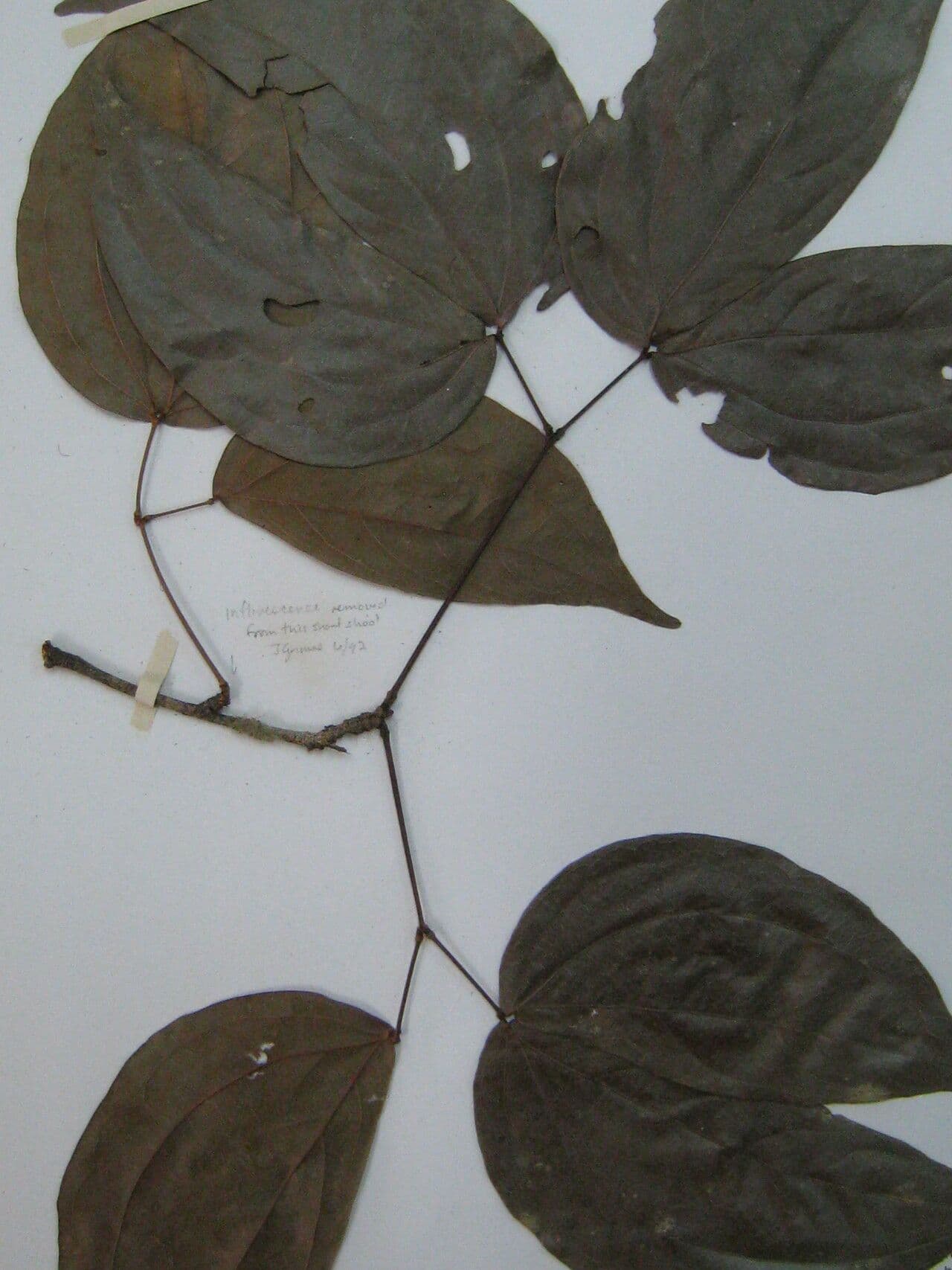 Calliandra 5