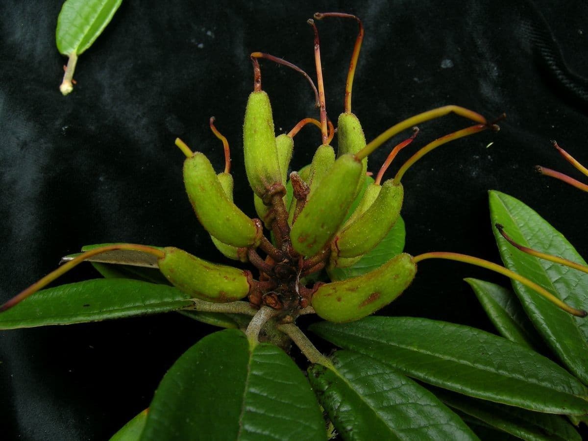 Rododendron stromovit
