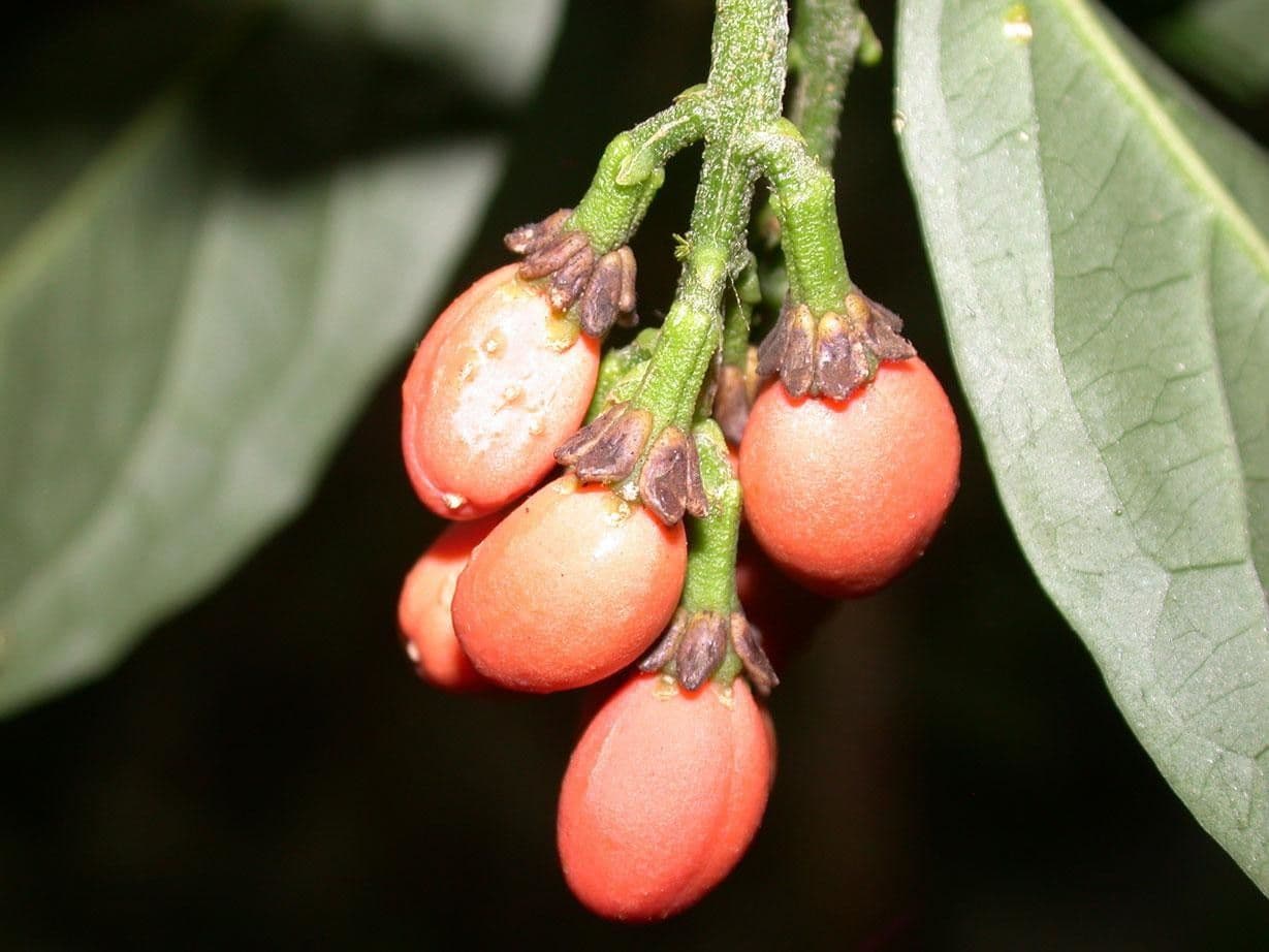 Bunchosia 5