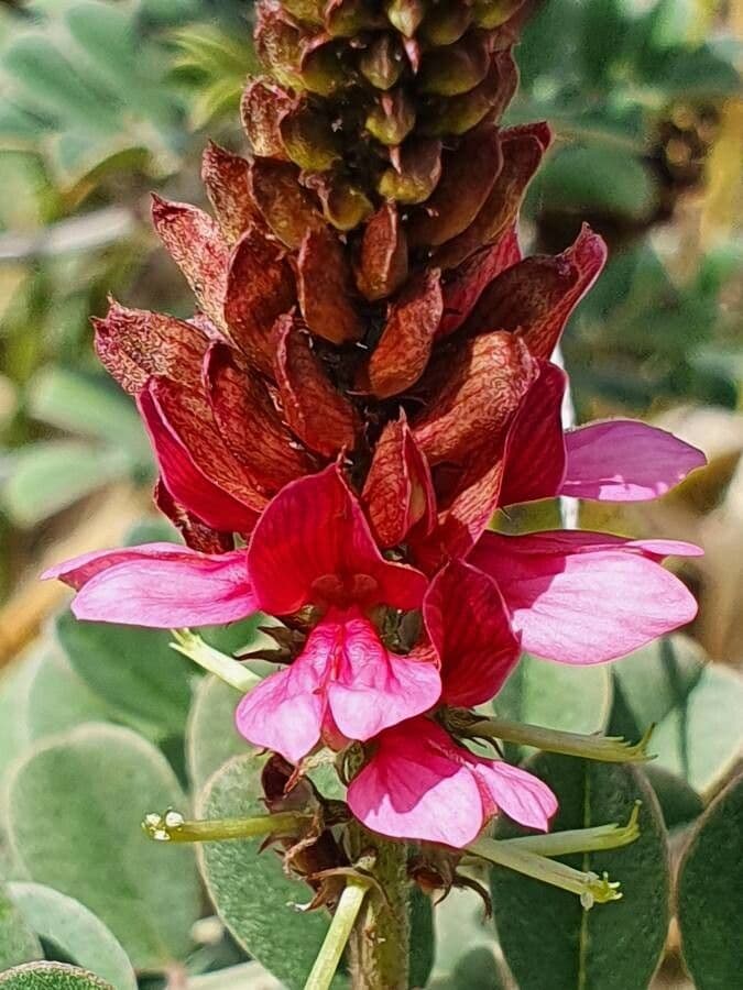Indigofera