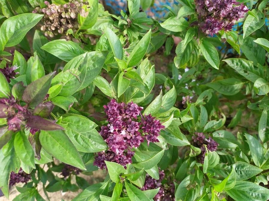 Basilic 30