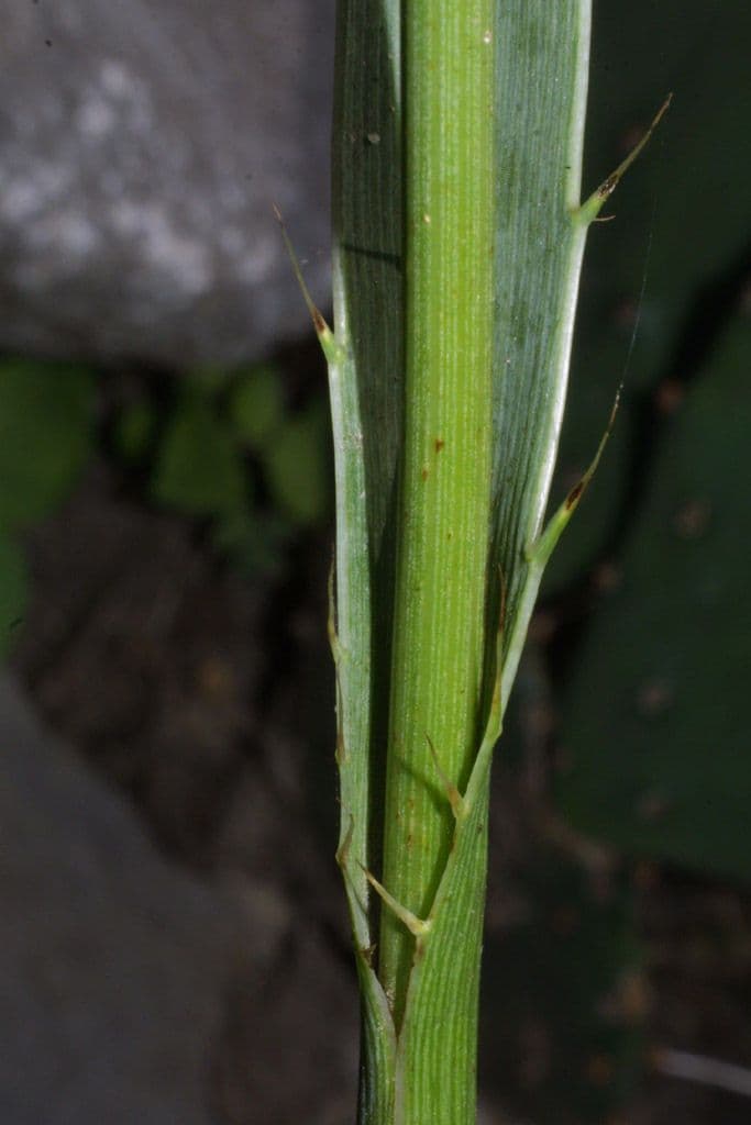 Yucca-Mannstreu 25