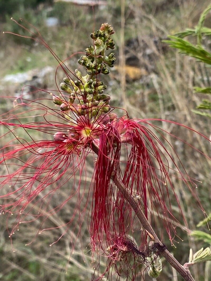 Calliandra 2