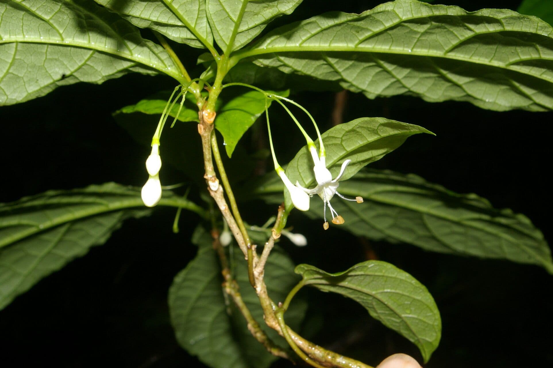 Aegiphila 7