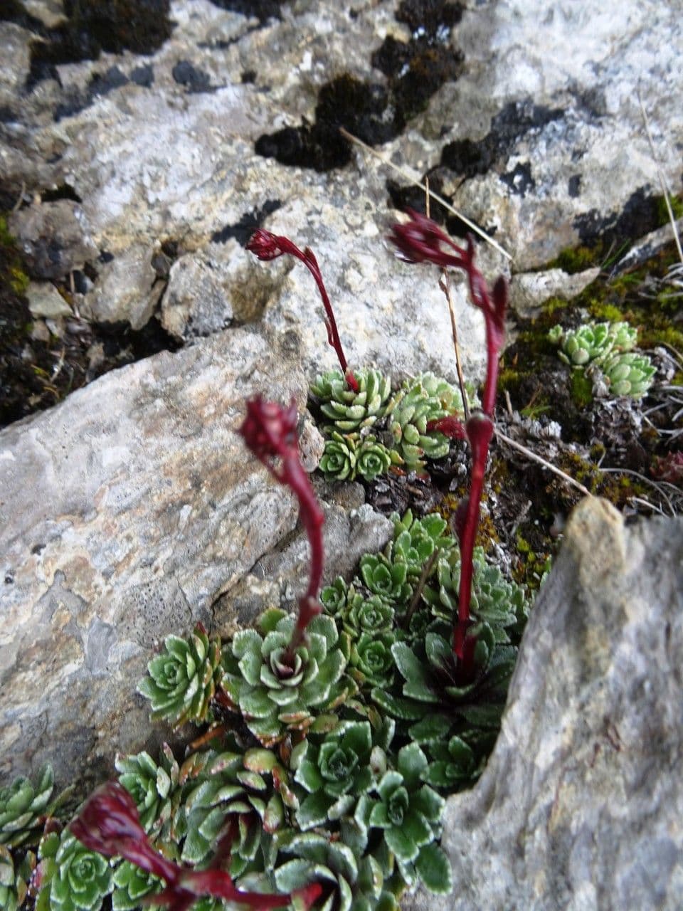 Saxifrage paniculée 5