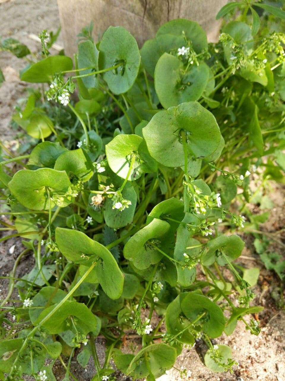 Gewöhnliches Tellerkraut 13