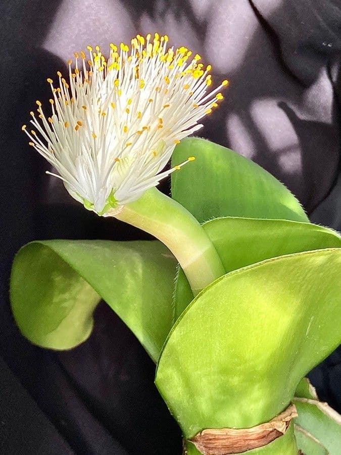 Haemanthus 3