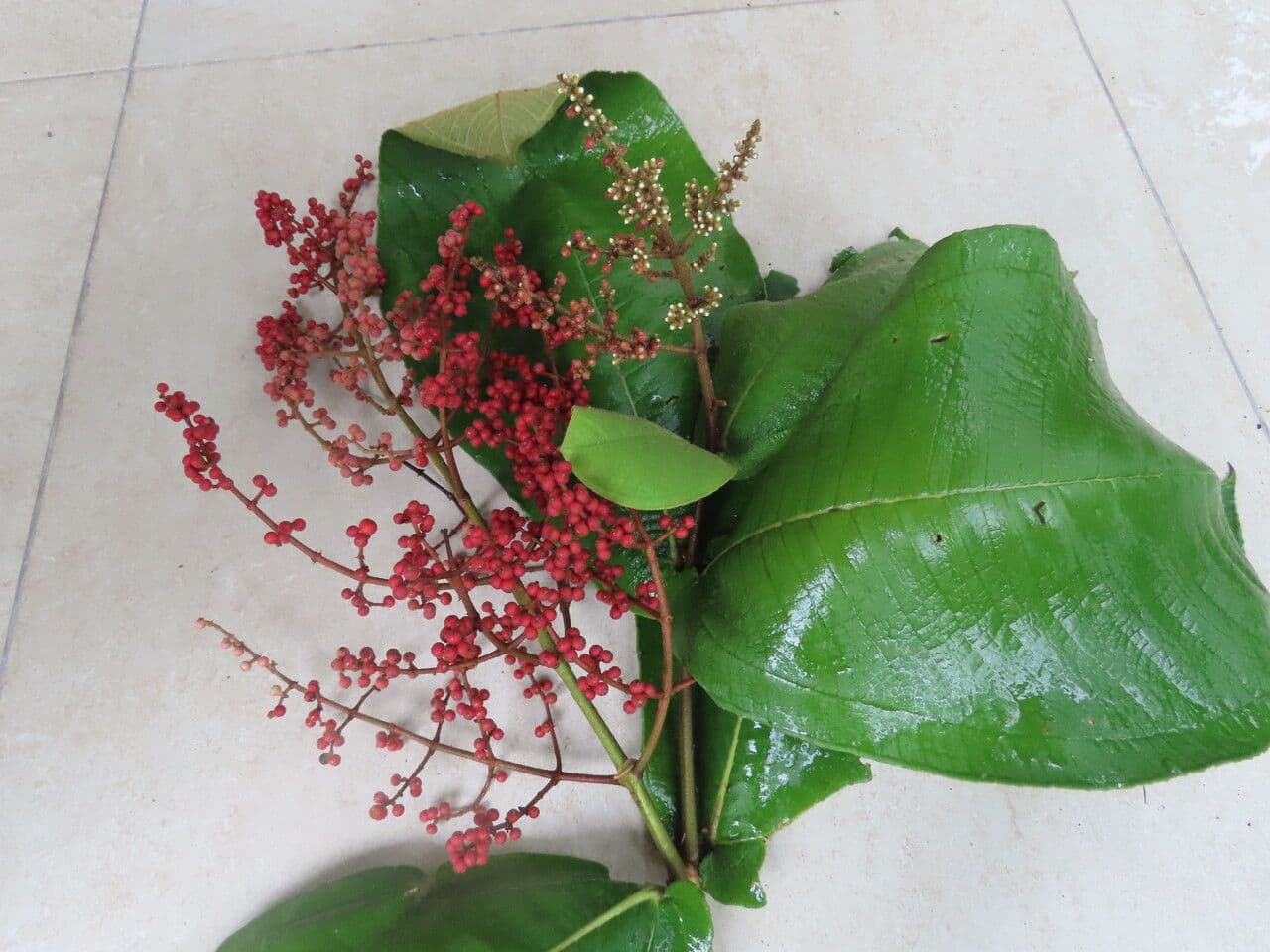 Miconia 16